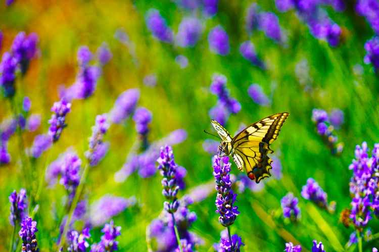 selective focus photography of tiger swallowtail butterfly perched on lavender flower